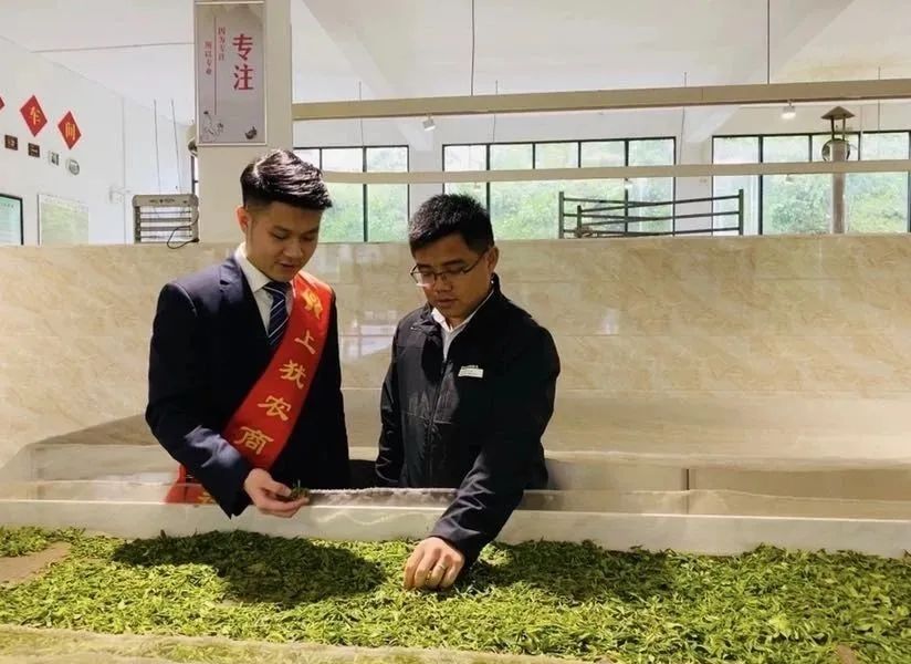 茶农种植致富账_致富经创业项目农村种植业_致富经农业种植