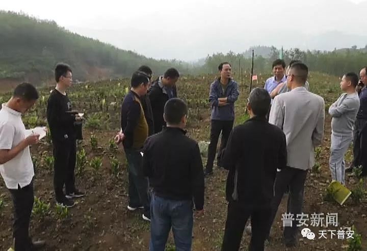茶农种植致富账_致富经创业项目农村种植业_农民致富种植项目