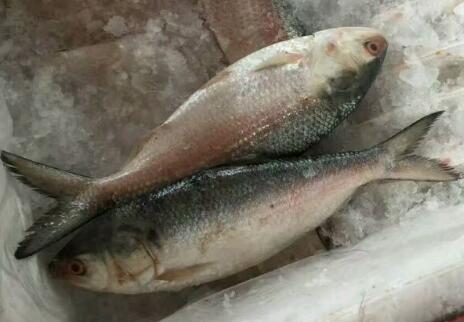 什么时候吃鲥鱼（三黎鱼）最好？养殖前景如何？价格多少钱一斤？