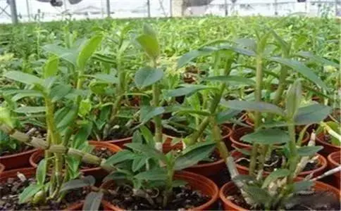 致富方法养殖昆虫_昆虫致富养殖方法有哪些_昆虫致富养殖方法图片
