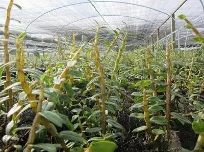 致富方法养殖昆虫_昆虫致富养殖方法图片_昆虫致富养殖方法有哪些