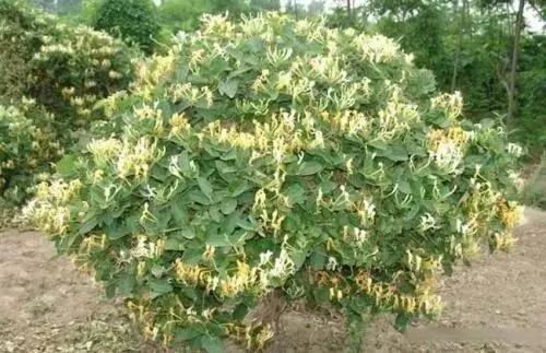 致富方法养殖昆虫_昆虫致富养殖方法图片_昆虫致富养殖方法有哪些