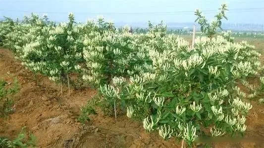 昆虫致富养殖方法有哪些_致富方法养殖昆虫_昆虫致富养殖方法图片