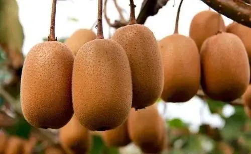 昆虫致富养殖方法有哪些_致富方法养殖昆虫_昆虫致富养殖方法图片