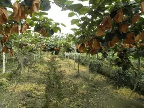 致富方法养殖昆虫_昆虫致富养殖方法有哪些_昆虫致富养殖方法图片