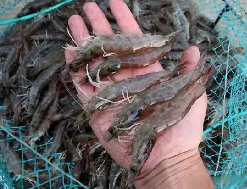 致富方法养殖昆虫_昆虫致富养殖方法图片_昆虫致富养殖方法有哪些