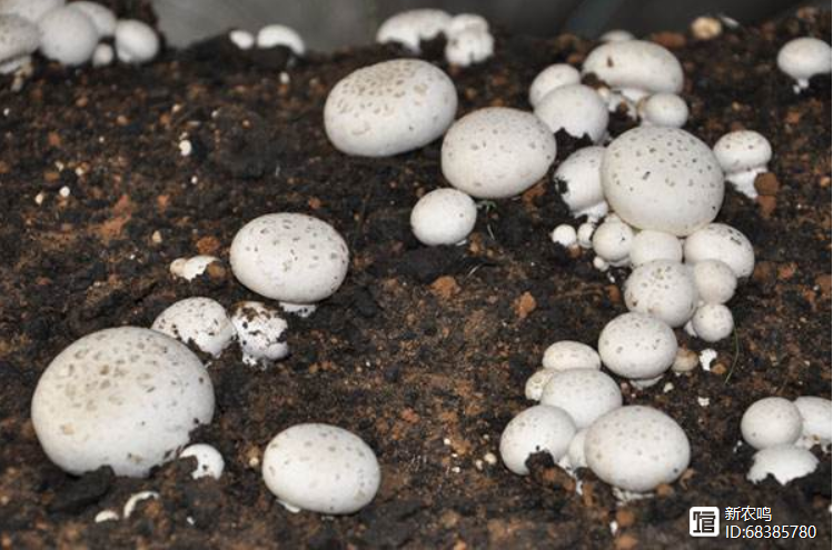 双孢菇种植，如何用玉米芯配制培养料？种植后如何管理？