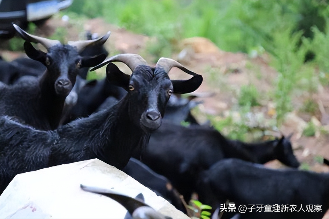 致富经养肉蛇_致富经蟒蛇养殖_致富经养蛇大全