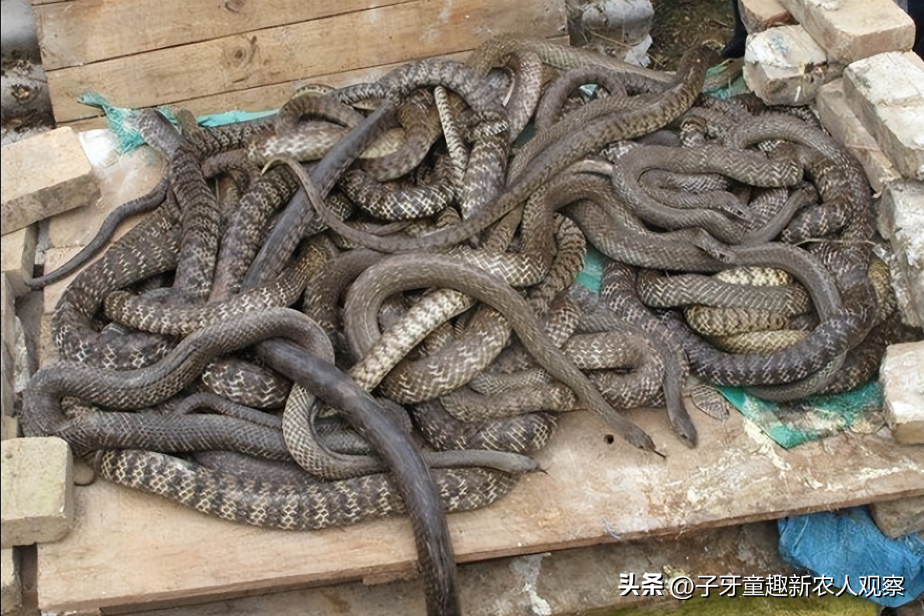 致富经养蛇大全_致富经蟒蛇养殖_致富经养肉蛇