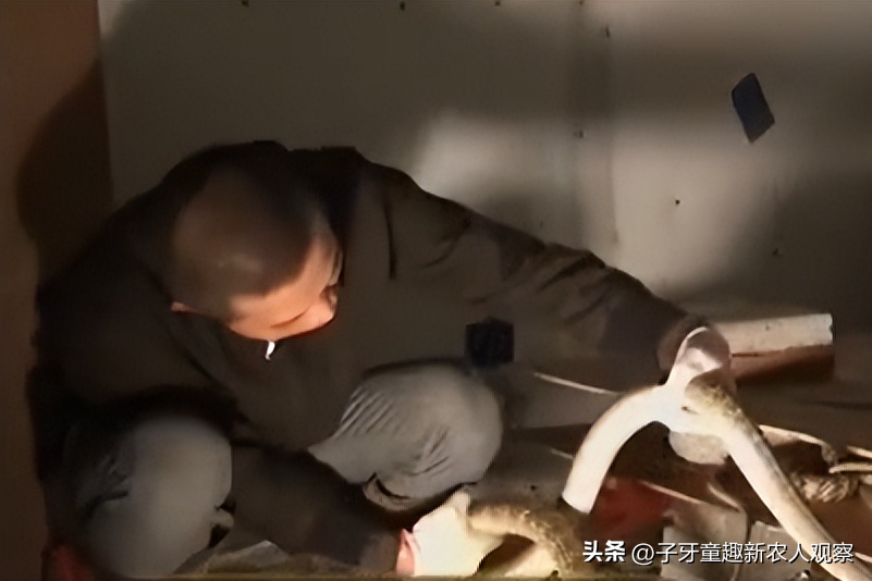 致富经养蛇大全_致富经蟒蛇养殖_致富经养肉蛇