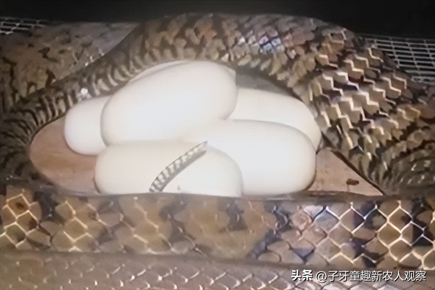 致富经蟒蛇养殖_致富经养肉蛇_致富经养蛇大全