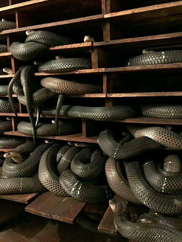 致富经蟒蛇养殖_致富经养蛇大全_致富大全养蛇小说