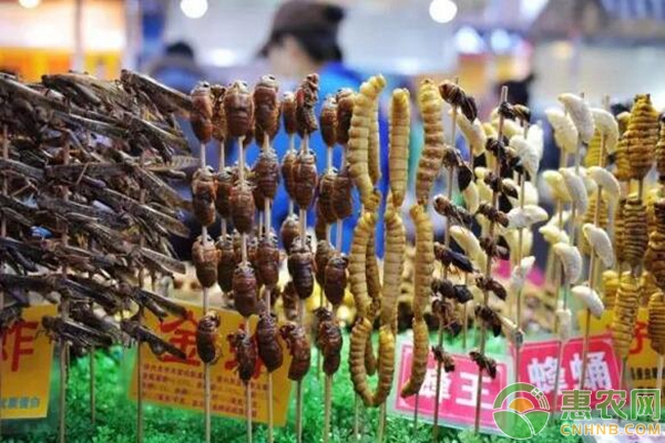 害虫变身致富虫？揭秘2018年即将火爆的害虫养殖新商机！