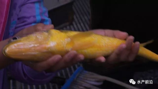 海上养殖鱼排_致富大海养殖排鱼怎么样_致富经大海鱼排养殖
