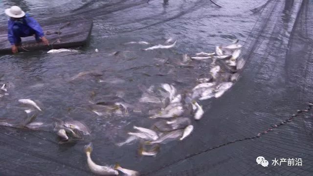 海上养殖鱼排_致富经大海鱼排养殖_致富大海养殖排鱼怎么样