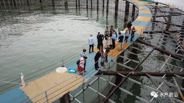 海上养殖鱼排_致富经大海鱼排养殖_致富大海养殖排鱼怎么样