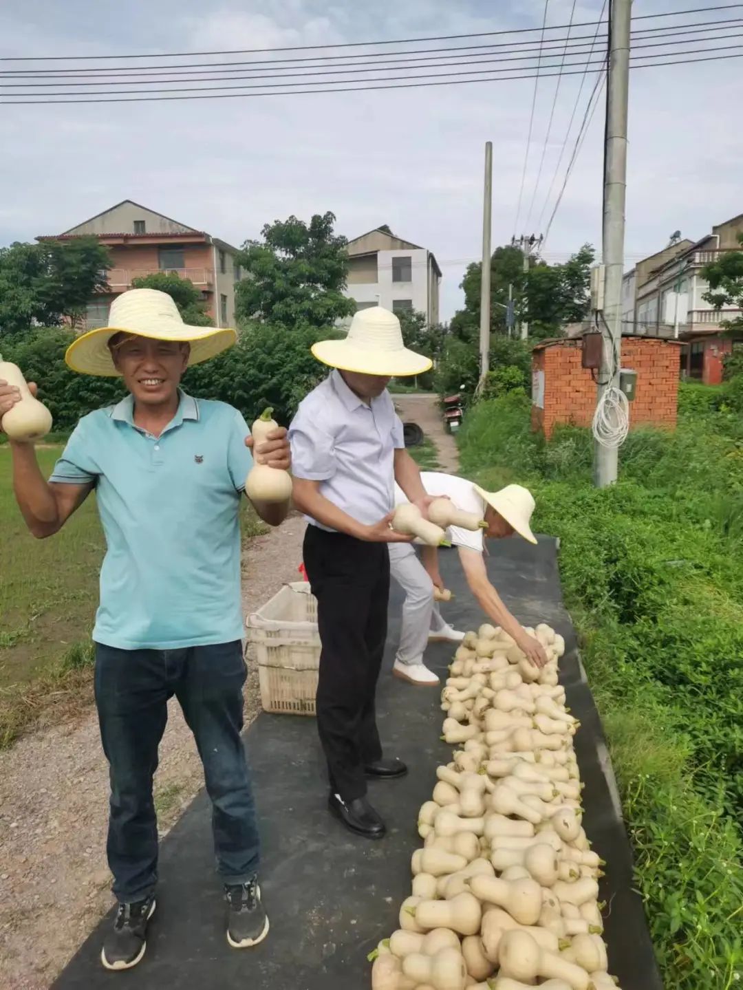 奶油南瓜栽培技术_奶油南瓜种植技术视频_奶油南瓜种植致富