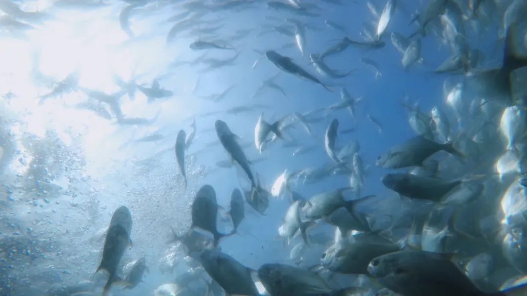 海上养鱼鱼排多少钱_海上养殖鱼排_致富经大海鱼排养殖