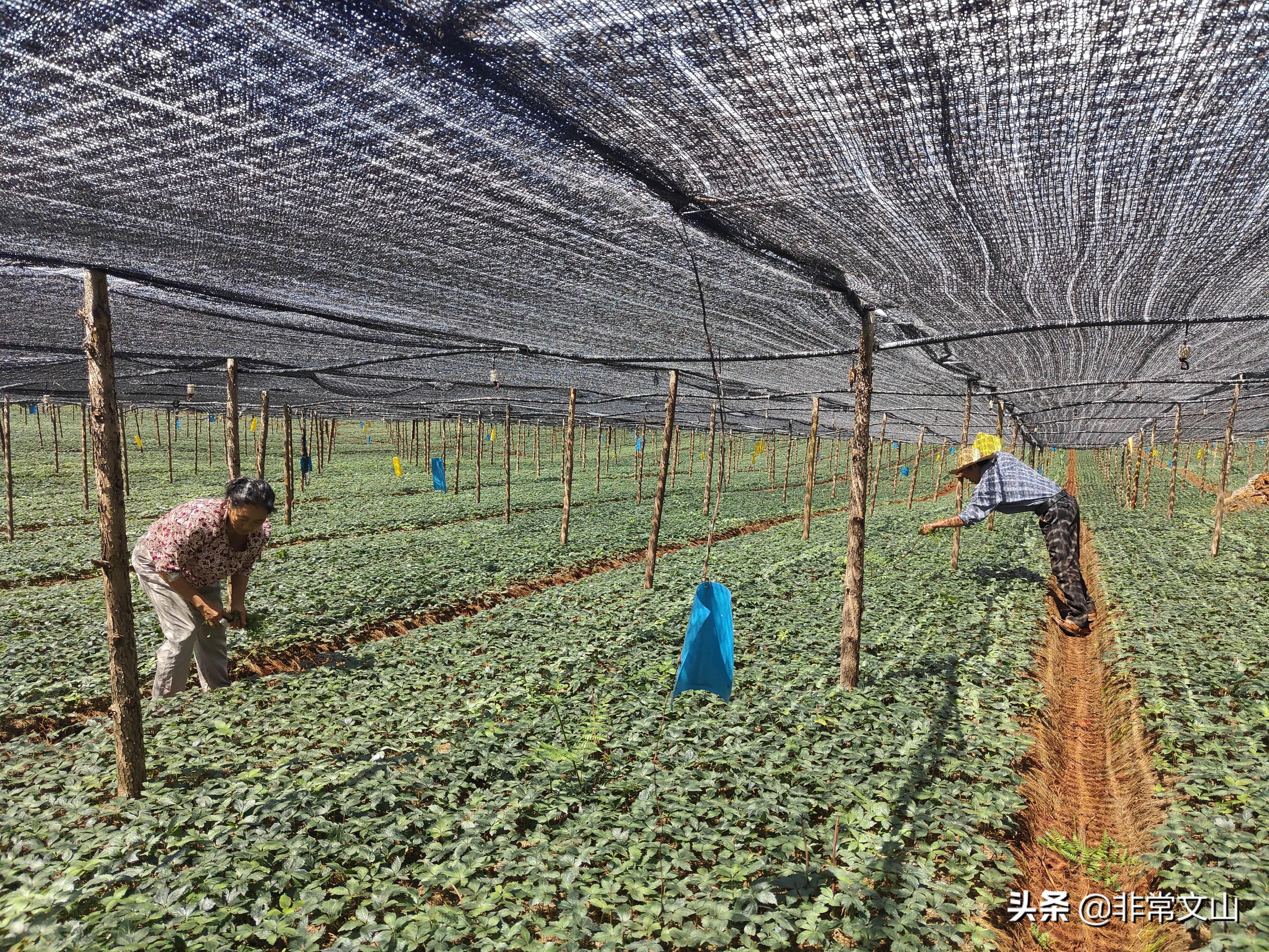 致富养殖种植农业有哪些_致富农村养殖种植_农业养殖种植致富