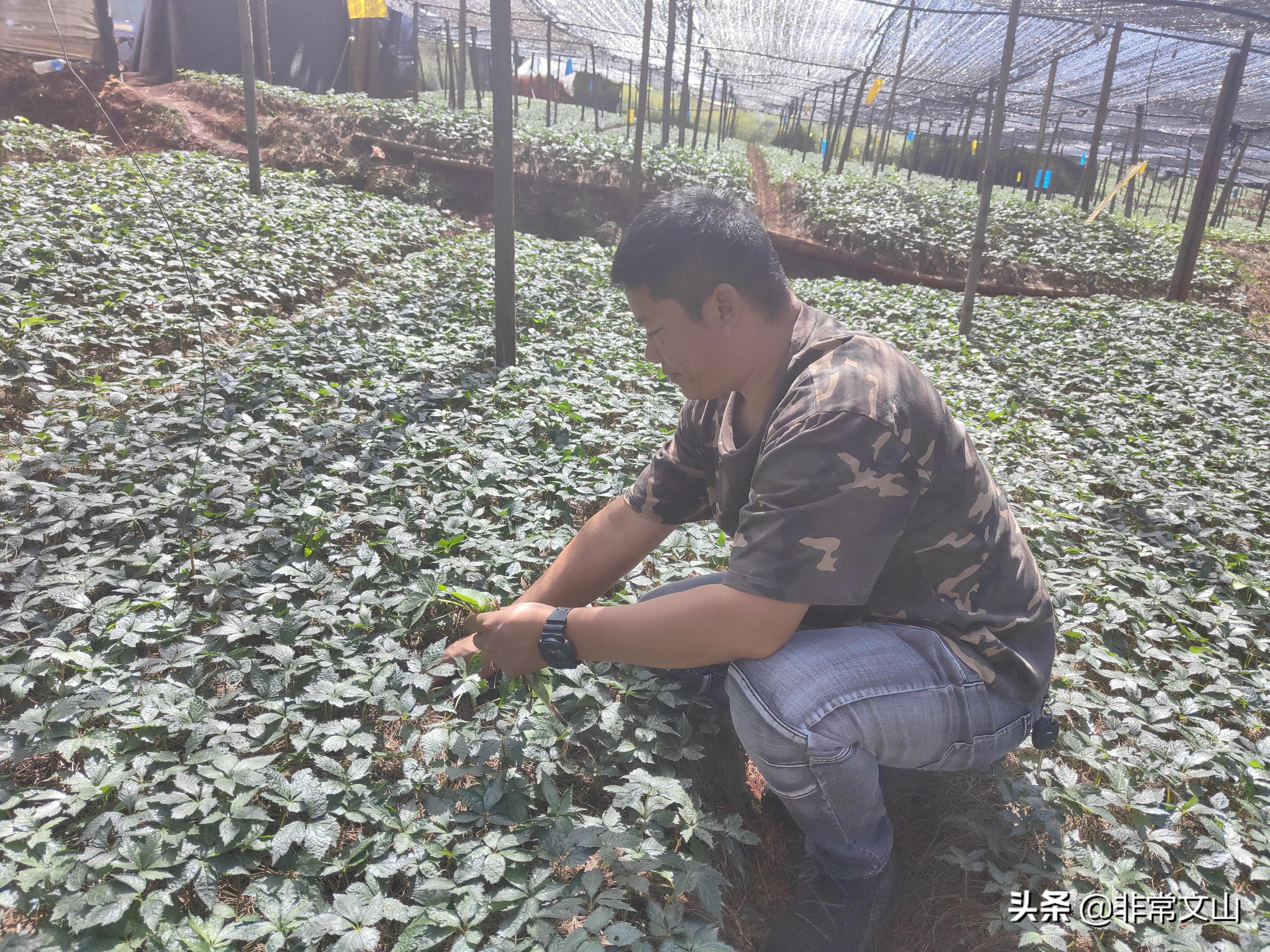 农业养殖种植致富_致富养殖种植农业有哪些_致富农村养殖种植