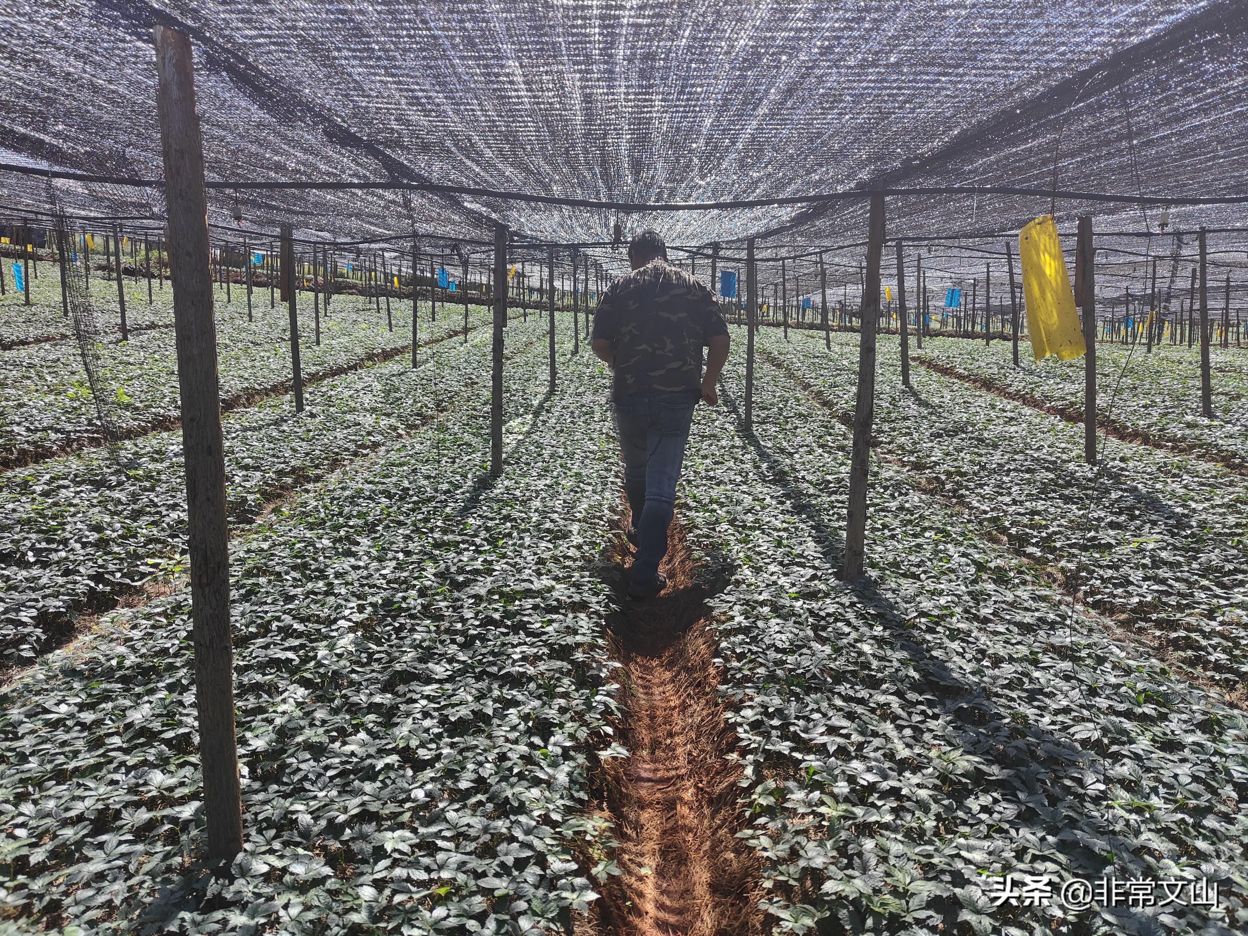 农业养殖种植致富_致富养殖种植农业有哪些_致富农村养殖种植