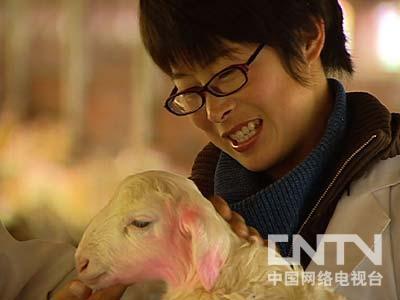 致富经2020养羊视频_致富经养殖羊视频_2020致富经养羊视频