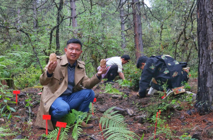 创业小项目种植天麻_天麻种植致富案例_2021年种植天麻前景如何