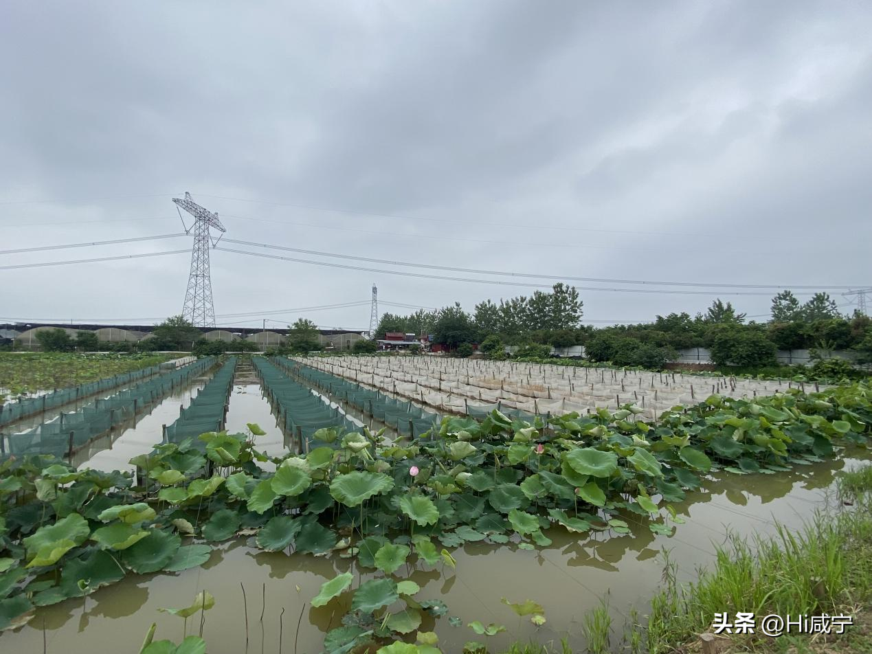 黄鳝养殖技术致富经_致富养殖黄鳝技术要求_黄鳝养殖致富经