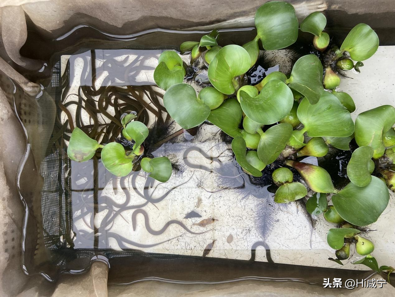致富养殖黄鳝技术要求_黄鳝养殖技术致富经_黄鳝养殖致富经