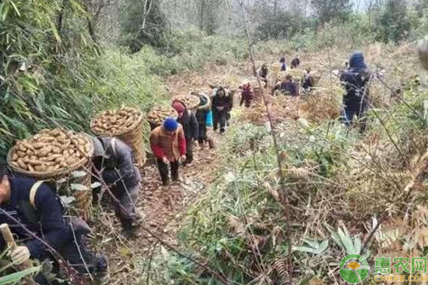 农村种植这种药材，亩产值高达20万