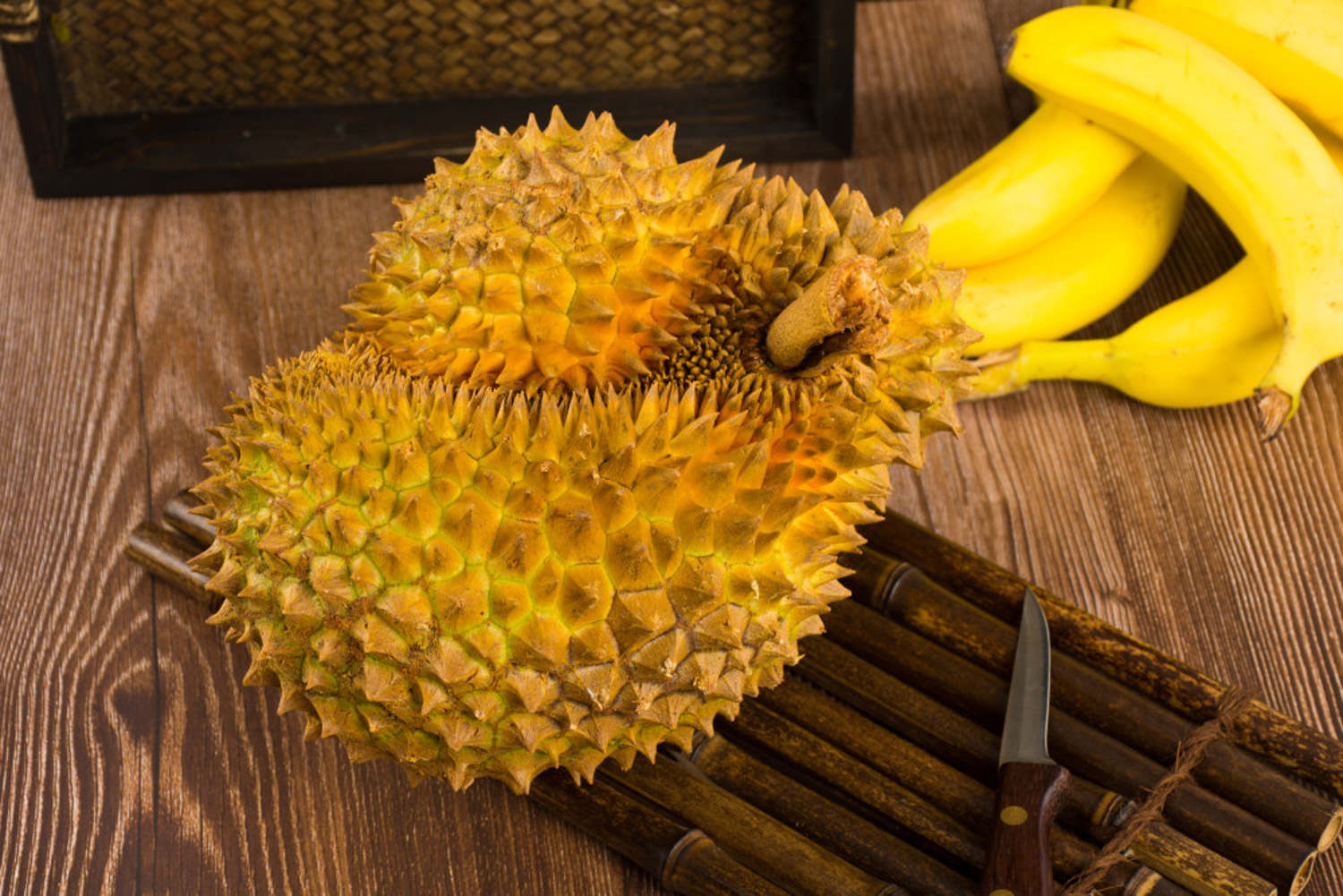 榴莲种子的种植技术_如何种植榴莲种子_种子种植榴莲技术要求