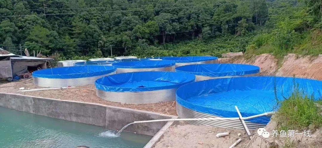 工厂化草鱼养殖技术_工厂化养殖草鱼视频_草鱼养殖场