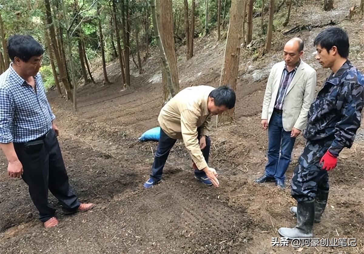 农村致富新项目种植_农村有哪些种植致富项目_致富种植农村项目有哪些项目