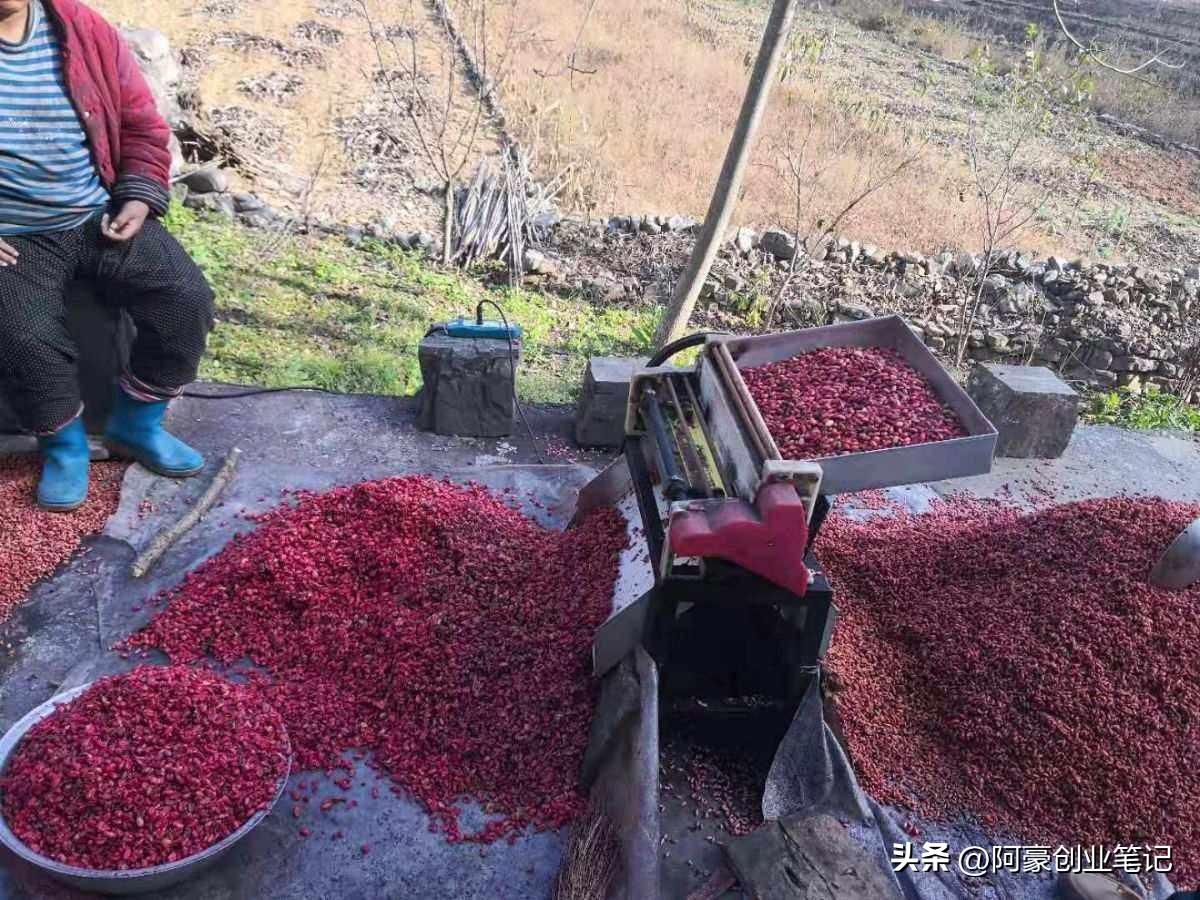 农村有哪些种植致富项目_农村致富新项目种植_致富种植农村项目有哪些项目