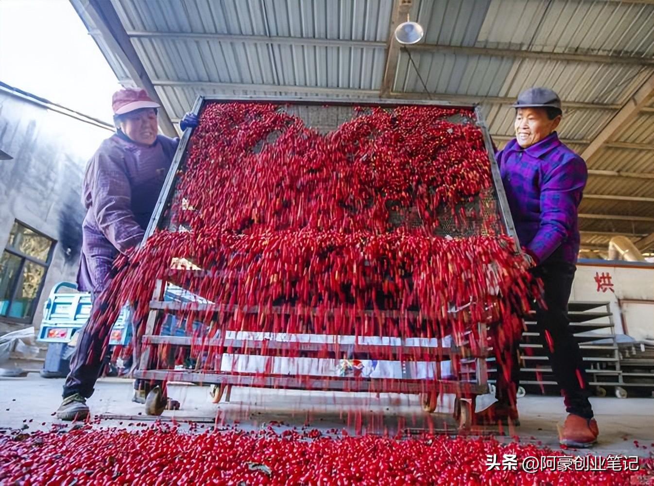 致富种植农村项目有哪些项目_农村致富新项目种植_农村有哪些种植致富项目