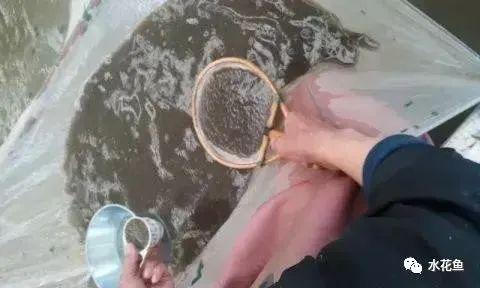 草鱼养殖户_工厂化草鱼养殖技术_工厂化养殖草鱼视频