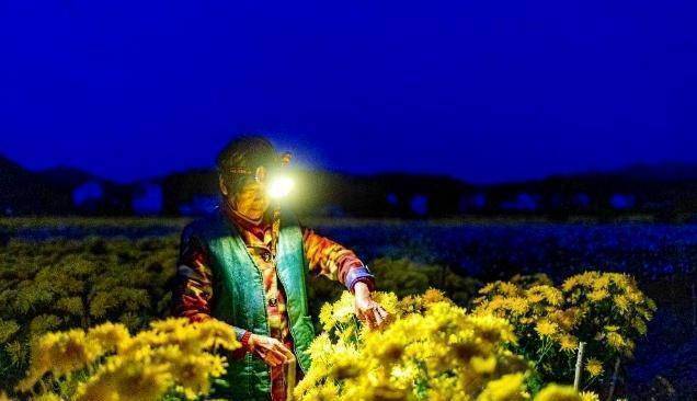 菊花种植成为村民致富_致富菊种植_致富经菊花种植视频