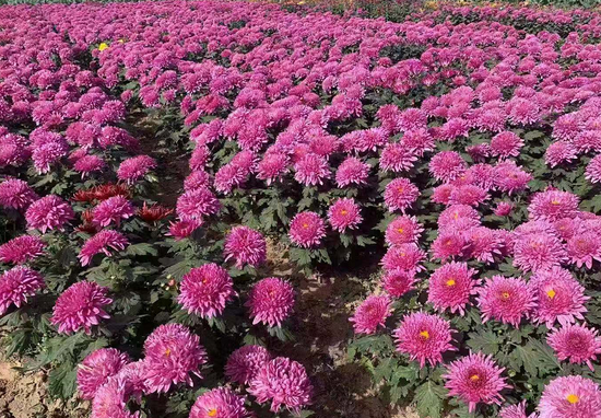 菊花种植成为村民致富_致富菊种植_致富经盆景种植