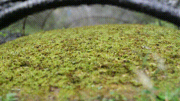 苔藓种植创业_苔藓植物养殖_致富经苔藓