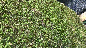 致富经苔藓_苔藓植物养殖_苔藓种植创业