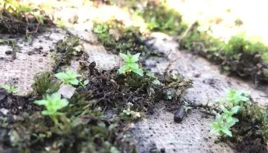 苔藓植物养殖_致富经苔藓_苔藓种植创业
