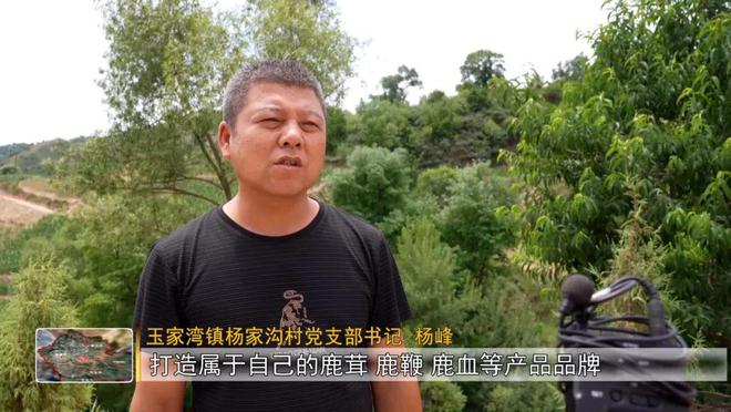 致富养殖梅花鹿怎么样_致富养殖梅花鹿赚钱吗_致富经养殖梅花鹿