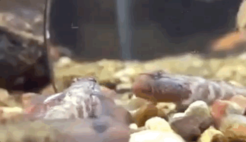 中国斗鱼圆尾_野生圆尾斗鱼捕捉_圆尾斗鱼致富经