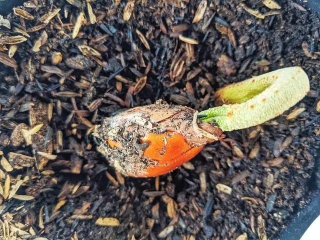如何种植榴莲种子_榴莲种子的种植技术_榴莲种子怎么种榴莲