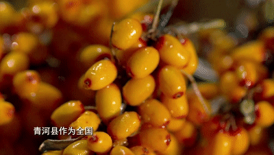 致富茶叶种植沙棘好不好_沙棘茶叶多少钱一斤_种植沙棘茶叶致富