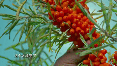 沙棘茶叶多少钱一斤_致富茶叶种植沙棘好不好_种植沙棘茶叶致富
