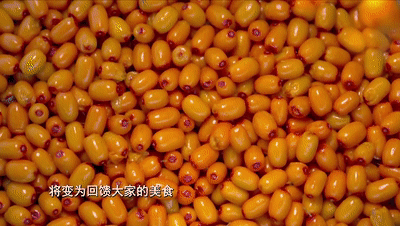 沙棘茶叶多少钱一斤_种植沙棘茶叶致富_致富茶叶种植沙棘好不好