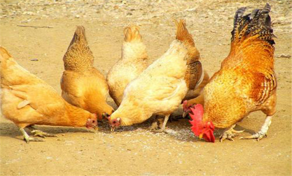 土鸡饲养技术要点