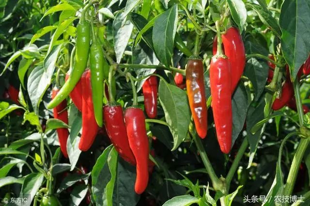 辣椒种植技术大全_辣椒种植技术规程_三号辣椒种植技术