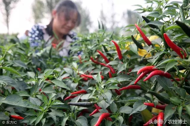 辣椒种植技术规程_三号辣椒种植技术_辣椒种植技术大全